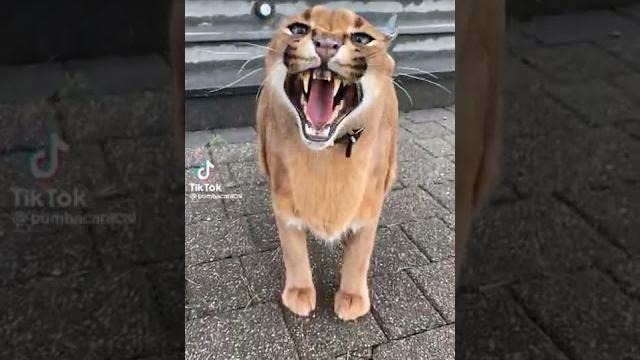 Suara kucing caracal #shorts #caracal #viral #cat Suara kucing caracal #shorts #caracal #viral #cat