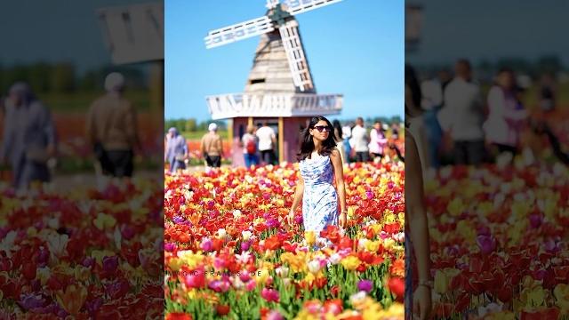 Stunning tulip field netherlands#tulip #netherlands #uk #malayalam #vlog #tulipfields #viralvideo Stunning tulip field netherlands#tulip #netherlands #uk #malayalam #vlog #tulipfields #viralvideo