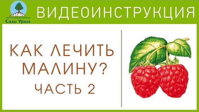 Малина. борьба с пурпуровой пятнистостью. часть 2 - видеоинструкция от питомника сады урала Малина. борьба с пурпуровой пятнистостью. часть 2 - видеоинструкция от питомника сады урала