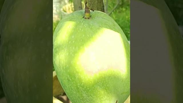 Burunai king mango/4kg mango.8967664936. Burunai king mango/4kg mango.8967664936.