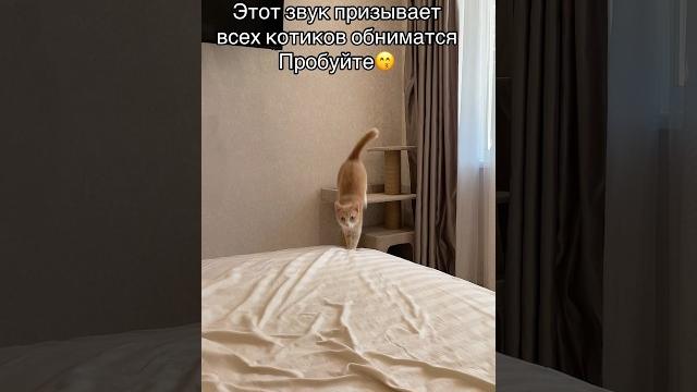 Включи этот звук коту Включи этот звук коту
