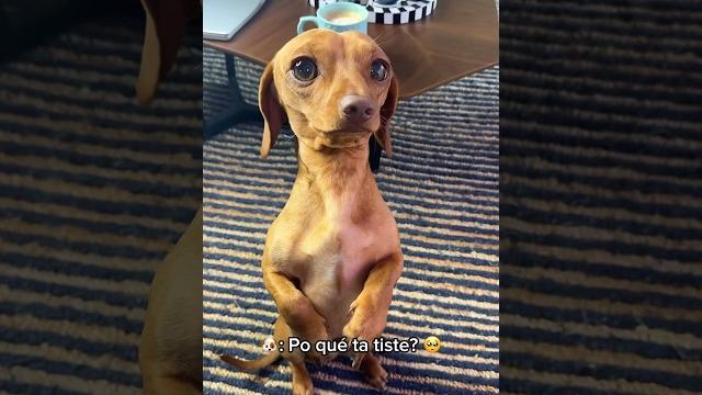 Soborné a mi perrito para este video @cooper_jamoncitolover Soborné a mi perrito para este video @cooper_jamoncitolover