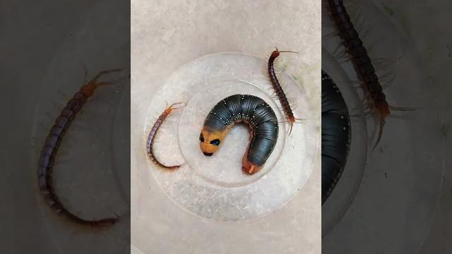 Centipedes and caterpillar v312 Centipedes and caterpillar v312