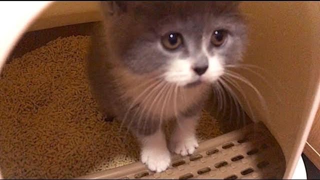 小奶猫听得懂主人说话,埋完便便让主人检查,主人说不行就一直埋! 小奶猫听得懂主人说话,埋完便便让主人检查,主人说不行就一直埋!