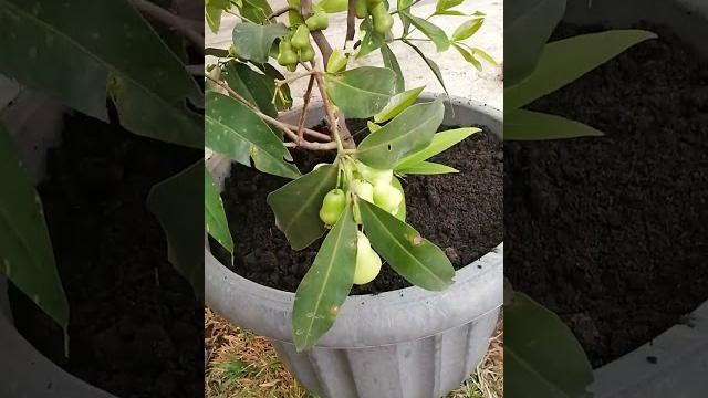 Syzygium aqueum (jambu air) Syzygium aqueum (jambu air)