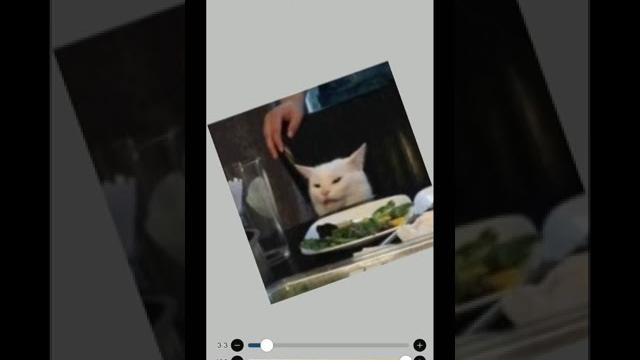 Шок! этот кот стал рэпером! Шок! этот кот стал рэпером!
