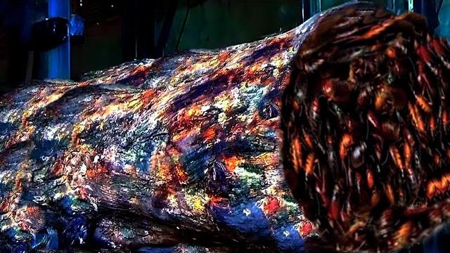 Now extinct, the beauty of rosewood generated 2 billion in wealth from abroad - sawmill Now extinct, the beauty of rosewood generated 2 billion in wealth from abroad - sawmill