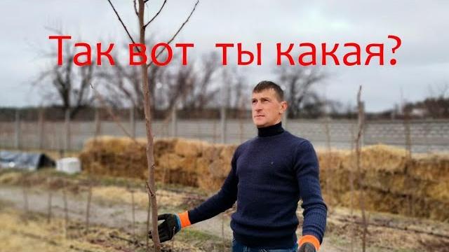 Так вот ты какая хурма жемчужина? Так вот ты какая хурма жемчужина?