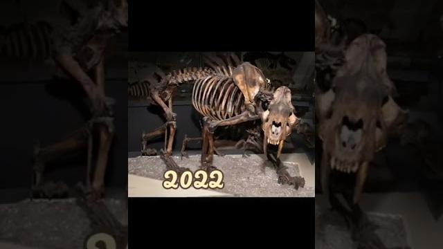 2022 of saber tooth tiger and 6000 bce ofsaber tooth tiger #shorts #trendingshorts #foryou #viral 2022 of saber tooth tiger and 6000 bce ofsaber tooth tiger #shorts #trendingshorts #foryou #viral