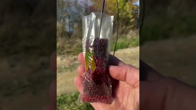Carp fishing pva bag #shorts #carpfishing Carp fishing pva bag #shorts #carpfishing
