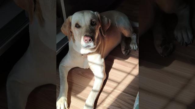 Chellame - luna Chellame - luna