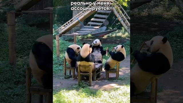 Отправляй своей пандочке #юмор #прикол #панда Отправляй своей пандочке #юмор #прикол #панда