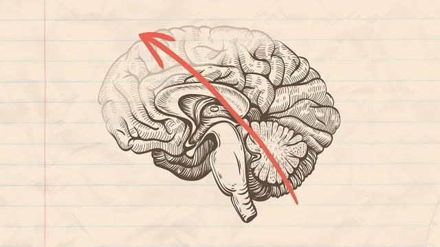 Decision making and the adolescent brain Decision making and the adolescent brain
