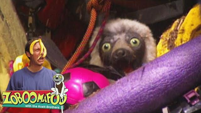 Messy and clean | zoboomafoo - wildbrain | movies for kids Messy and clean | zoboomafoo - wildbrain | movies for kids