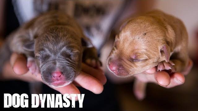 Hulk’s pitbull puppies fight for survival | dog dynasty Hulk’s pitbull puppies fight for survival | dog dynasty
