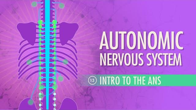Autonomic nervous system: crash course anatomy & physiology #13 Autonomic nervous system: crash course anatomy & physiology #13