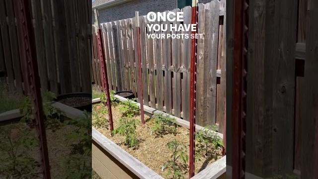 This is the best tomato trellis This is the best tomato trellis