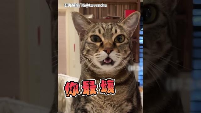 貓吃飽後的態度差別 @chinatimes #shorts 貓吃飽後的態度差別 @chinatimes #shorts