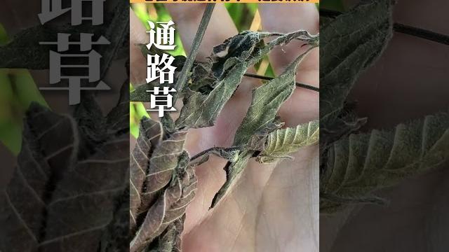 这种青草你认识吗?通路草 潮汕青草 这种青草你认识吗?通路草 潮汕青草