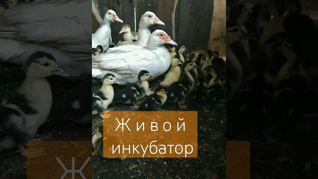 Рандомный 100% инкубатор! у соседей утки шипуны! #деревня #утки #инкубация #наседка #инкубация_яиц Рандомный 100% инкубатор! у соседей утки шипуны! #деревня #утки #инкубация #наседка #инкубация_яиц