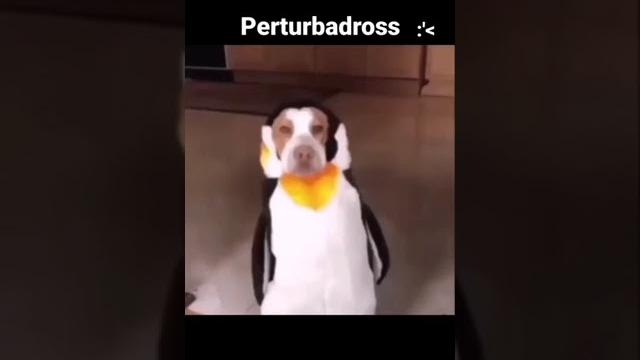 Á à â ã ä å æ ā ă ą d'': Á à â ã ä å æ ā ă ą d'':