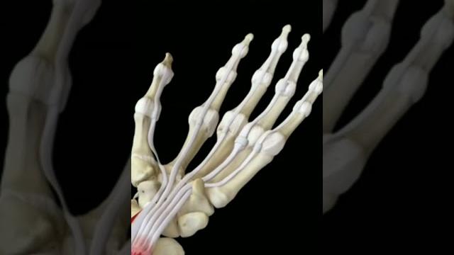 Trigger finger#triggerfinger #triggers #handanatomy #physicaltherapy #movement #anatomy #shorts Trigger finger#triggerfinger #triggers #handanatomy #physicaltherapy #movement #anatomy #shorts