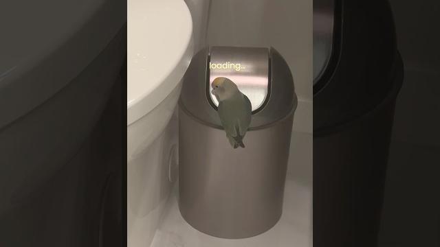 Heard a noise while i was showering.. #funnyanimals #birds #lovebird #tiktok #parrot #funnycute #lol Heard a noise while i was showering.. #funnyanimals #birds #lovebird #tiktok #parrot #funnycute #lol