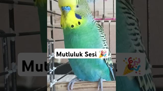 Happy sound for budgies #budgies #happysound #birdlovers Happy sound for budgies #budgies #happysound #birdlovers