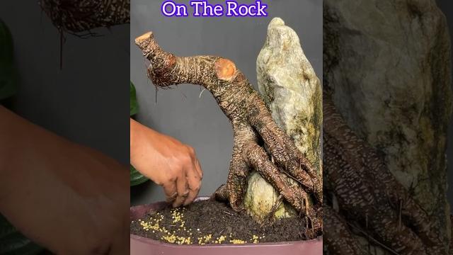 Ficus tree bonsai on rock very cool Ficus tree bonsai on rock very cool