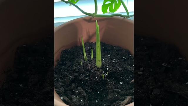 Calla lily from bulb to flowering, watch it grow Calla lily from bulb to flowering, watch it grow