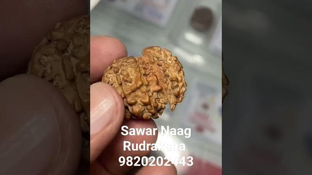 Sawar naag rudraksha Sawar naag rudraksha