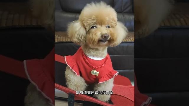 #记录生活 是爸爸给漂亮阿姨 #来看看我家小可爱吧 #快手宠物记录官 #记录生活 是爸爸给漂亮阿姨 #来看看我家小可爱吧 #快手宠物记录官