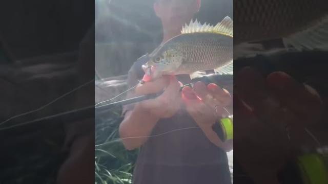 Another little jp mish #fishing #fish Another little jp mish #fishing #fish