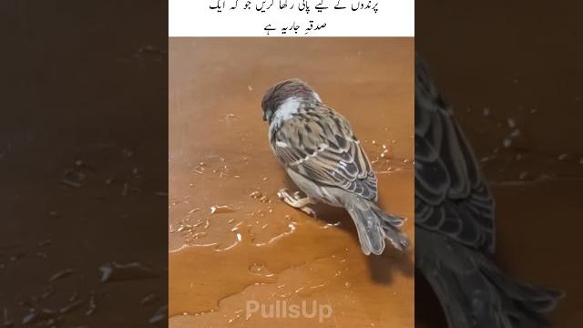 Bird is looking for water #birds #kindness #love #water #viralvideo #shorts #trending #remix #music Bird is looking for water #birds #kindness #love #water #viralvideo #shorts #trending #remix #music