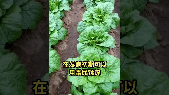 8 大白菜霜霉病就是长黄斑,严重影响大白菜的品质,记住这个方法让你的白菜品项好长的大 #快手农技人 #农业技术 #种植小技巧 @快手三农o3xhqbb3ibyungcs @快手热点o3xddgkd5f 8 大白菜霜霉病就是长黄斑,严重影响大白菜的品质,记住这个方法让你的白菜品项好长的大 #快手农技人 #农业技术 #种植小技巧 @快手三农o3xhqbb3ibyungcs @快手热点o3xddgkd5f