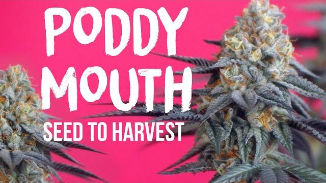 Poddy mouth (seed to harvest) the humboldt seed company | vipar spectra ks5000 led grow light Poddy mouth (seed to harvest) the humboldt seed company | vipar spectra ks5000 led grow light