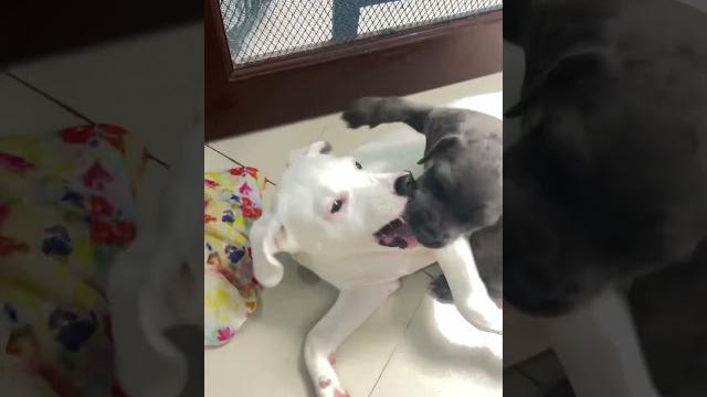 Ye coco ik number ki gundi h️#canecorso #funny #cute #dogbreed #comedy #saintbernard #dogfans Ye coco ik number ki gundi h️#canecorso #funny #cute #dogbreed #comedy #saintbernard #dogfans