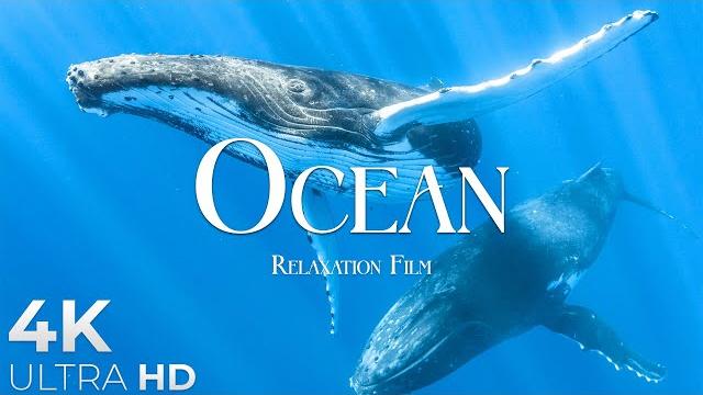 The ocean (4k ultrahd)- relaxation film - peaceful relaxing music - 4k video ultrahd The ocean (4k ultrahd)- relaxation film - peaceful relaxing music - 4k video ultrahd