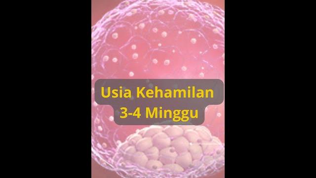Perkembangan janin usia hamil 3-4 minggu Perkembangan janin usia hamil 3-4 minggu