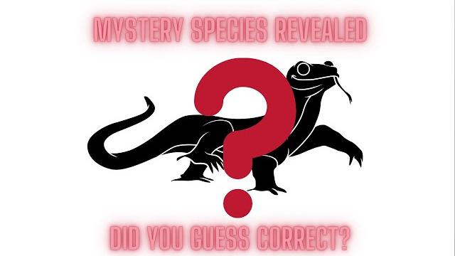 Mystery reptile revealed Mystery reptile revealed