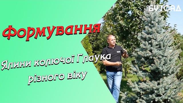 Формування ялини колючої глаука різного віку Формування ялини колючої глаука різного віку