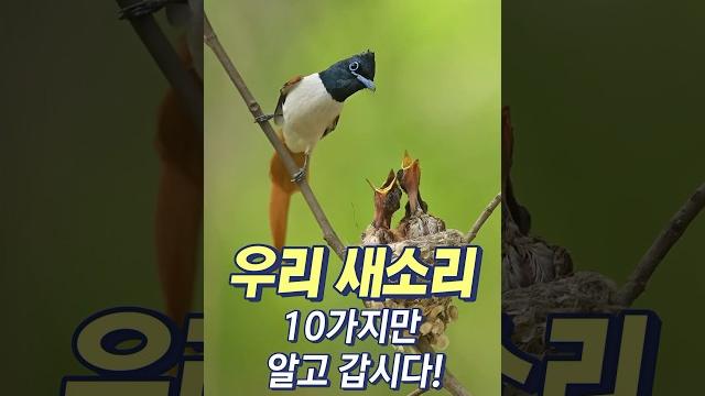 우리 새소리 10 #새소리 우리 새소리 10 #새소리
