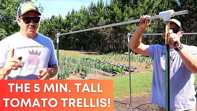 Build this tall tomato trellis in just 5 minutes! Build this tall tomato trellis in just 5 minutes!