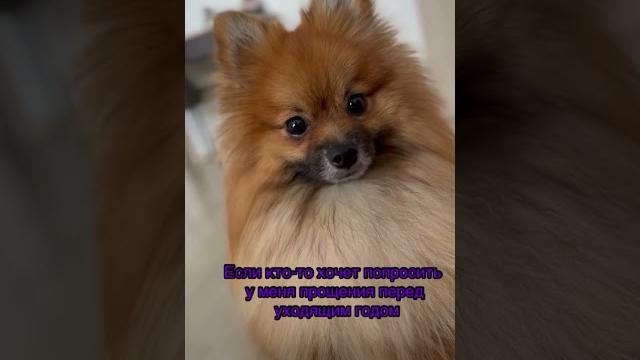 #archi_boss #шпиц #собака #dog #смешныесобаки #pomeranian #собакадругчеловека #шпицуля #смешныевидео #archi_boss #шпиц #собака #dog #смешныесобаки #pomeranian #собакадругчеловека #шпицуля #смешныевидео