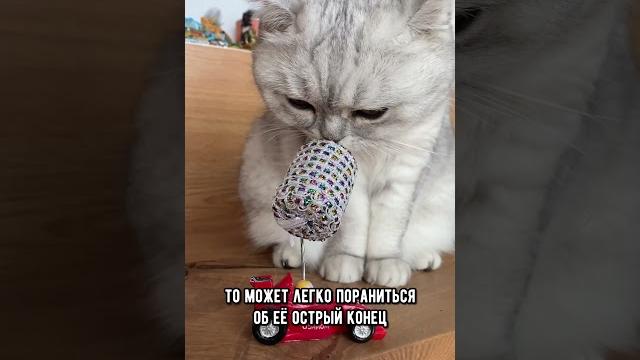 Самые опасные игрушки для кошки #коты #кот #кошка Самые опасные игрушки для кошки #коты #кот #кошка