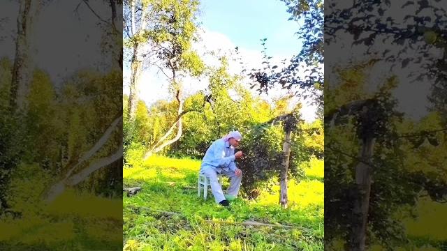 Канадская зелёная смородина Канадская зелёная смородина