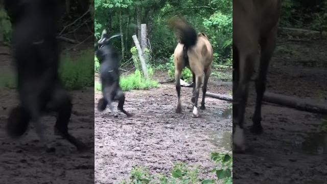 Zoo sex Zoo sex