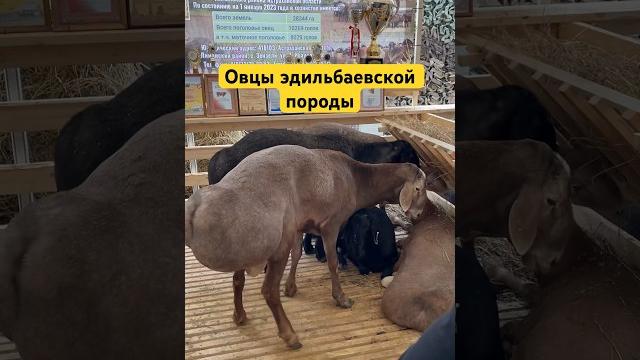 Эдильбаевские овцы #овцы Эдильбаевские овцы #овцы