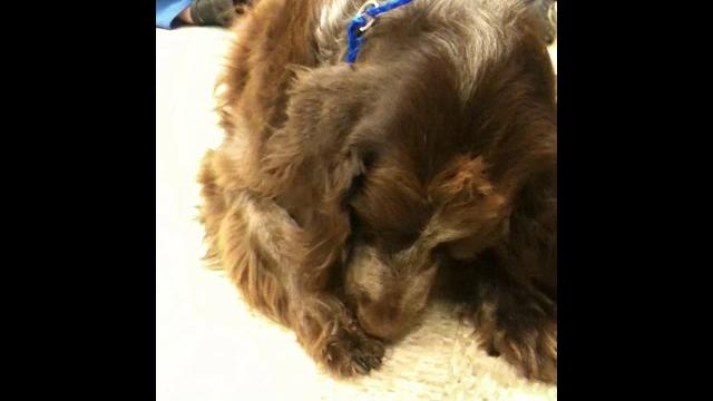 Foot licking dog with atopy Foot licking dog with atopy