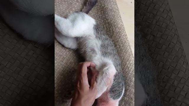 Kucing sange Kucing sange